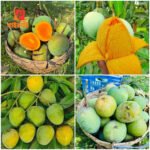 10 কেজি গোবিন্দভোগ আম (ফ্রি ডেলিভারি ) - Image 2